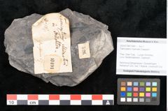 Foto (Objekt + Etikett) von Taeniopteris muensteri Goeppert (NHMW-GEO-2024-0188-10491)